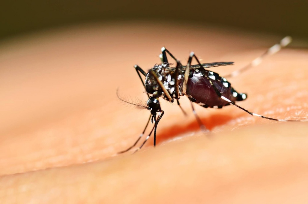 Сколько раз может укусить один комар или сколько живет комар